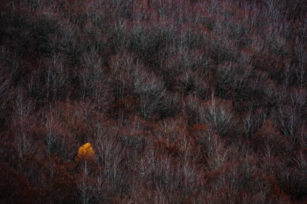 Haunter of the Woods - bouleau