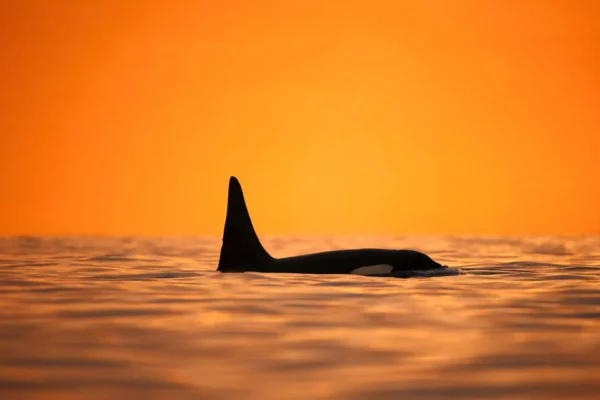 Skjervøy - Tromsø - Orcas