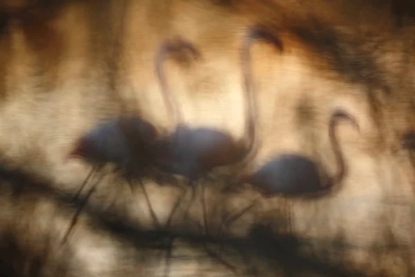 Flamant rose - Jonathan Lhoir