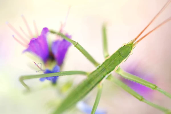 Fauna Garriga - Magicienne dentelée