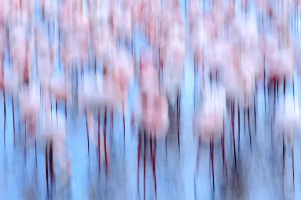 Festival de Camargue - Jonathan Lhoir