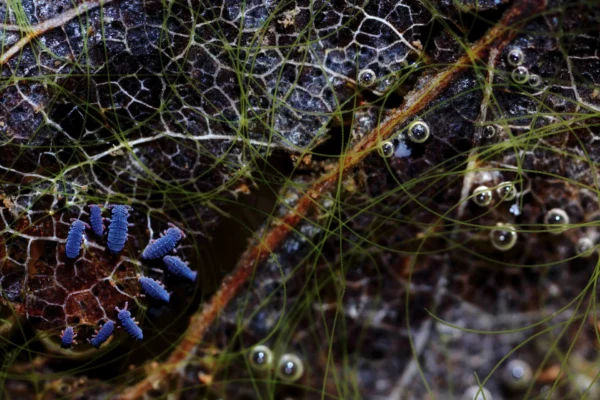 Fauna Garriga - Collemboles Podura aquatica