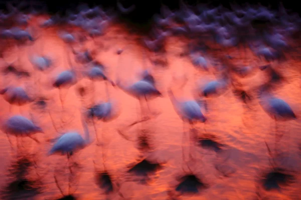 Flamant rose - Parc ornithologique de Pont de Gau - Jonathan Lhoir