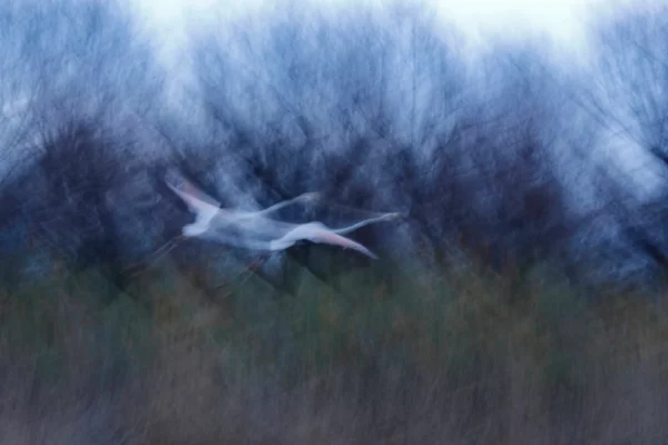Envol Flamant rose - Camargue - Jonathan Lhoir