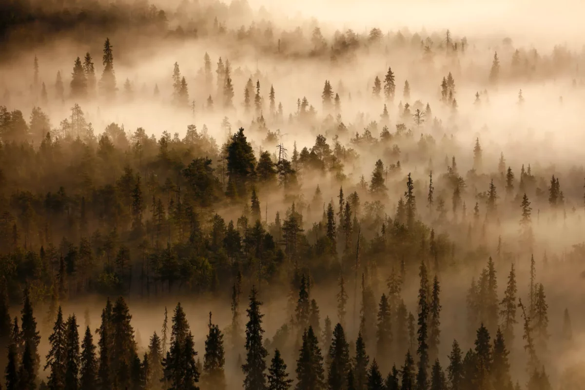 Voyage photo La Ruska en Laponie - Jonathan Lhoir