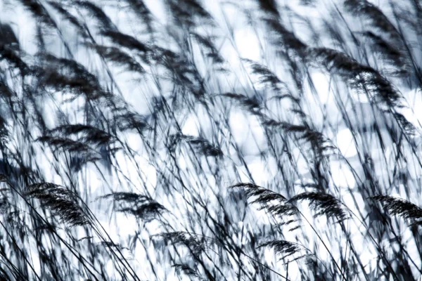 Roselière - Salagou