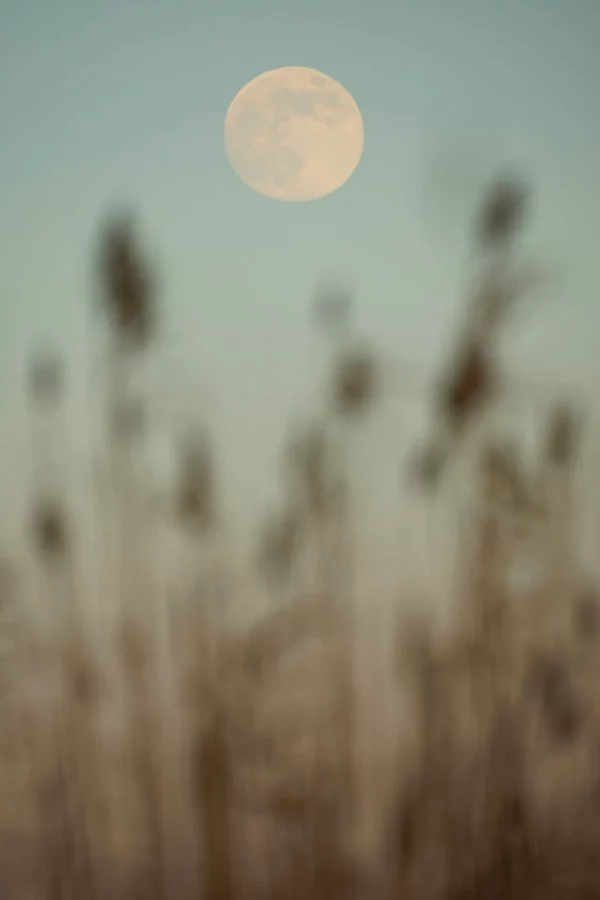 Roselière - Pont des Tourradons