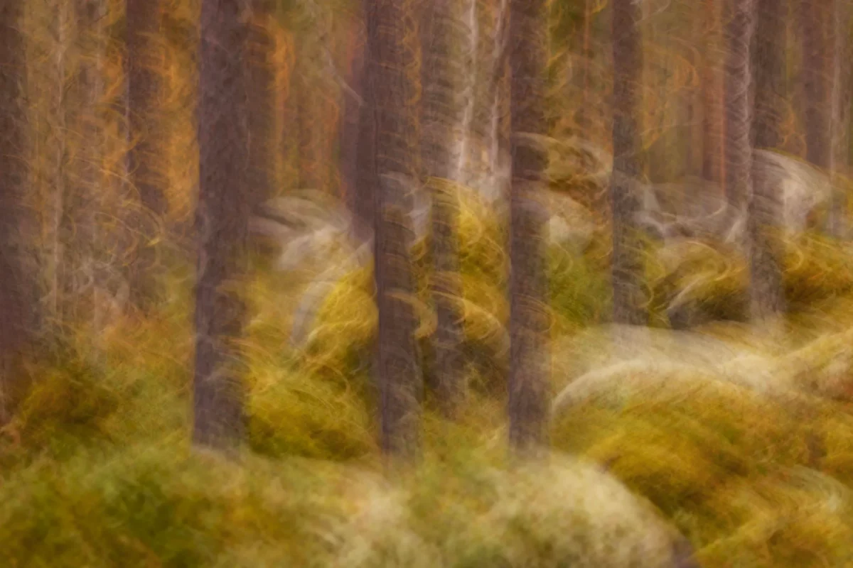 Haunter of the Woods - Parc national de Tiveden - Suède