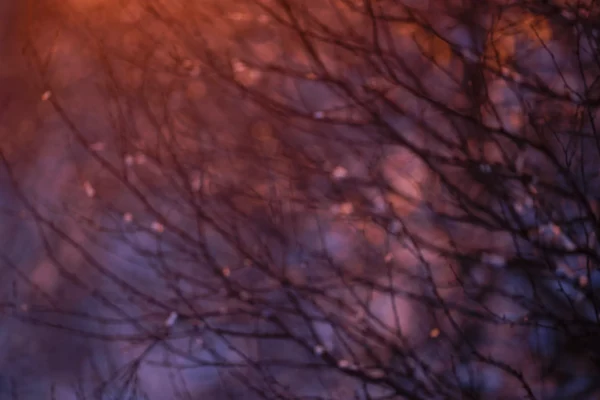 Haunter of the Woods - winter kuusamo