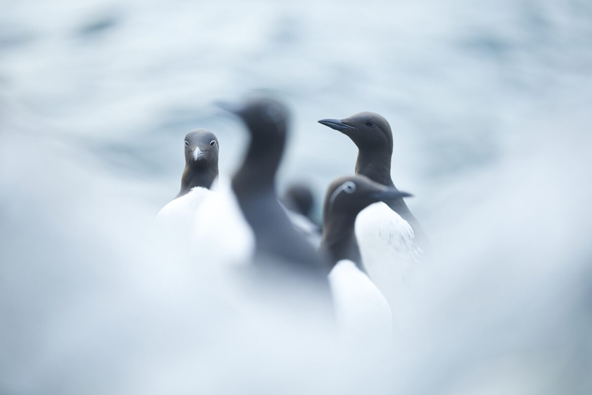 Voyage photo Oiseaux du Varanger - Jonathan Lhoir