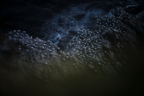 Voyage photo oiseaux - Écosse - Fou de bassan