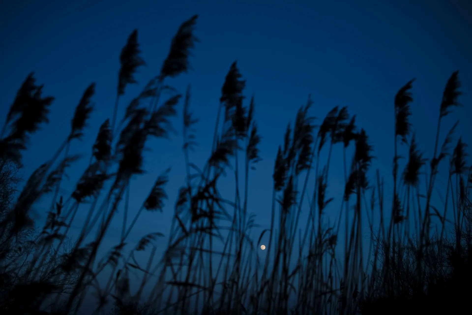 Roselière - Pont des Tourradons