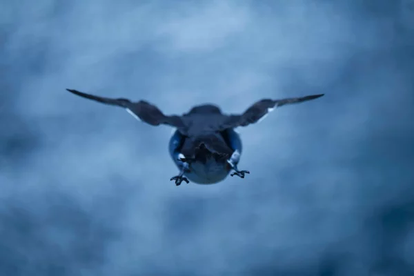 Pingouin torda - Ile de May