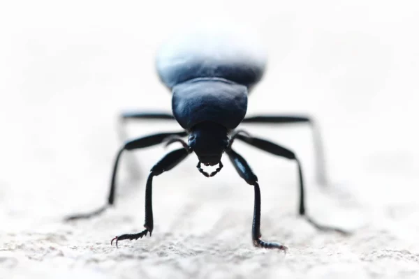 Fauna Garriga - Blaps