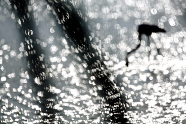 Stage photo - Oiseaux méditerranéens - Flamant rose - Camargue