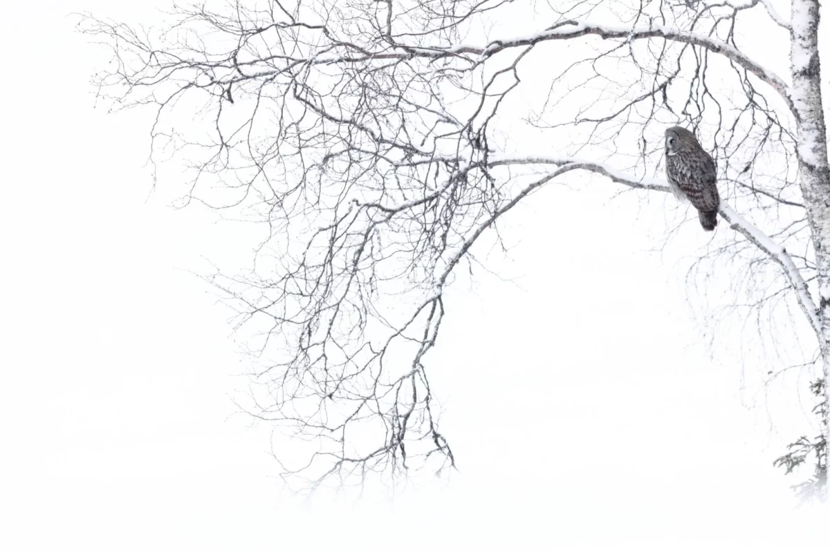 Voyage photo Laponie finlandaise - Jonathan Lhoir