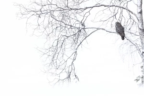 Chouette lapone - Kuusamo