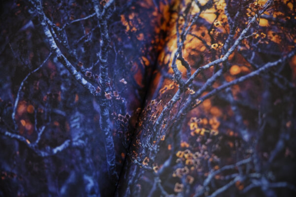 Haunter of the Woods